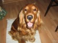 /album/anglicky-kokerspaniel/images-4-jpg1/